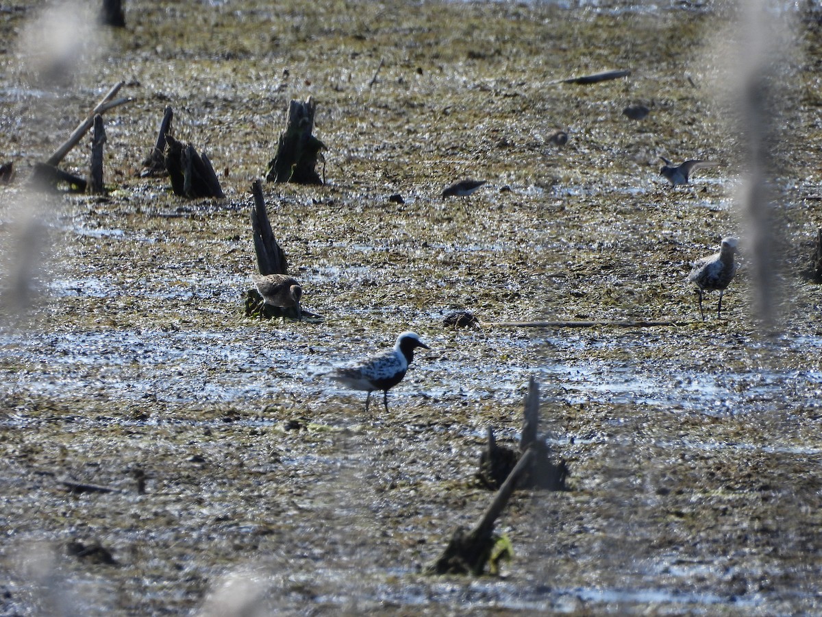 Black-bellied Plover - Dan Meyer