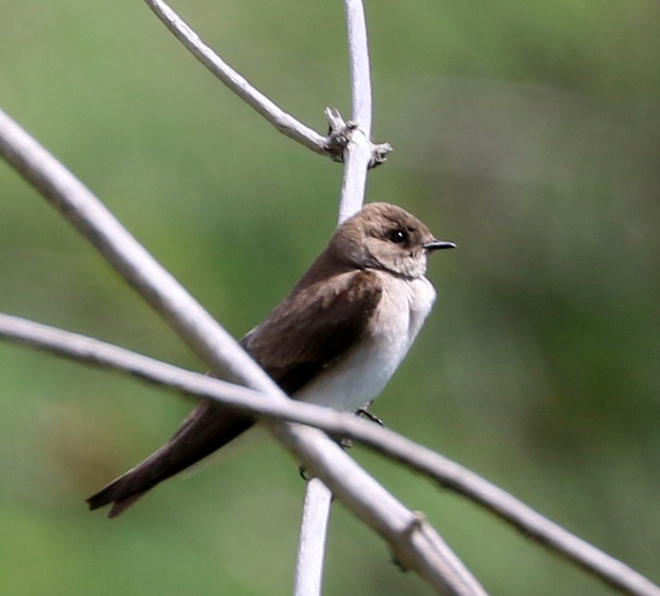 Northern Rough-winged Swallow - Mike Fung