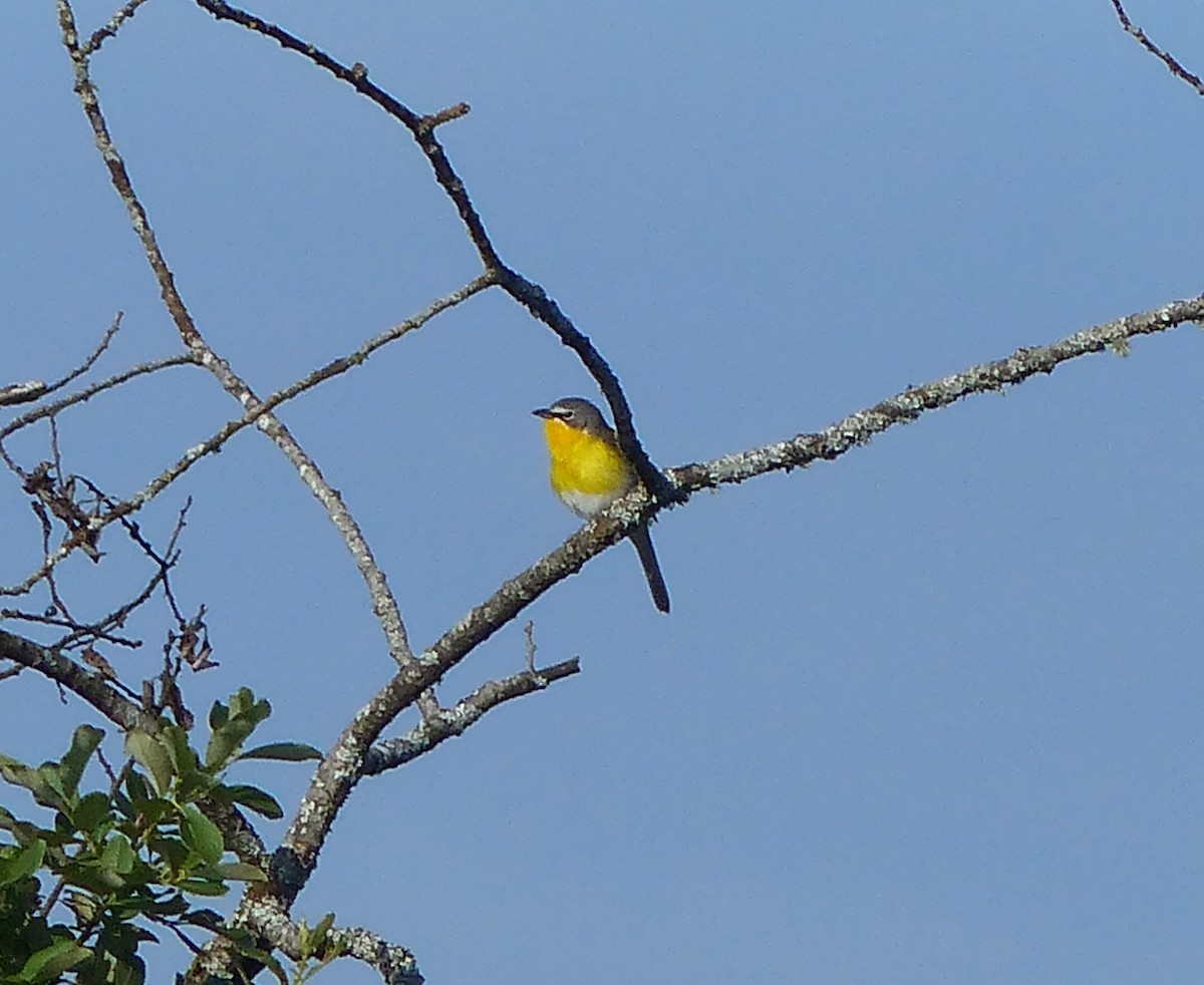 Yellow-breasted Chat - ML619348631