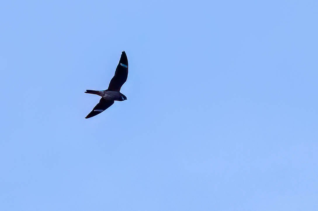 Common Nighthawk - Gustino Lanese