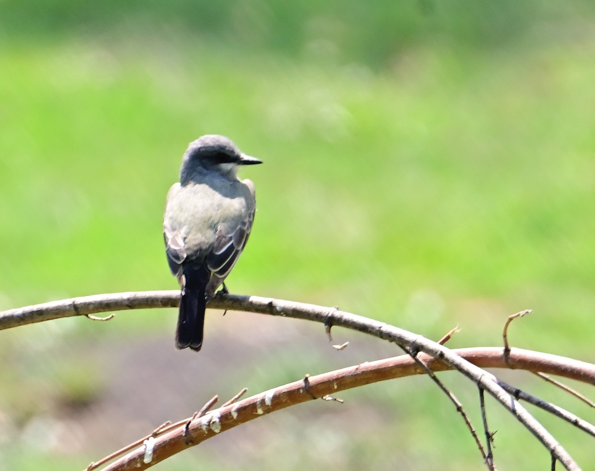 Cassin's Kingbird - ML619348645