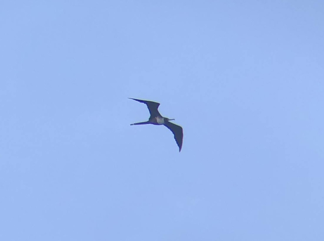 Magnificent Frigatebird - Mara Flynn