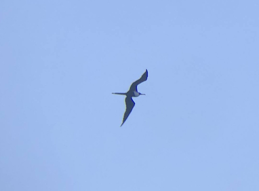 Magnificent Frigatebird - ML619348648