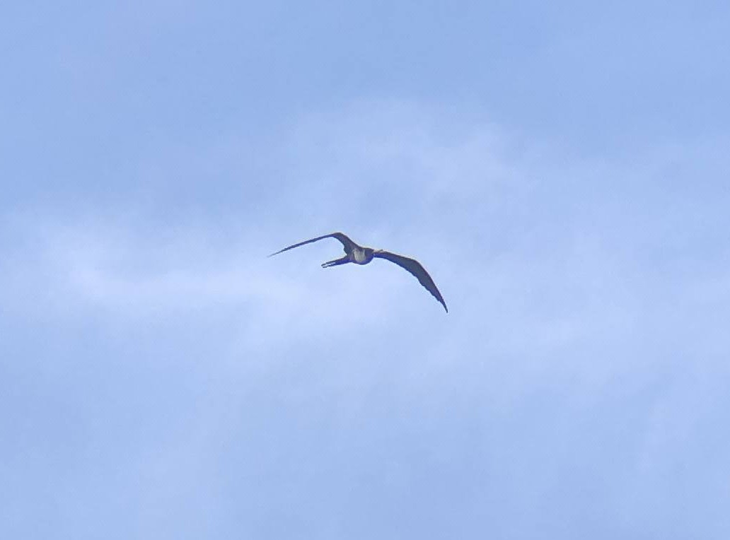 Magnificent Frigatebird - ML619348649