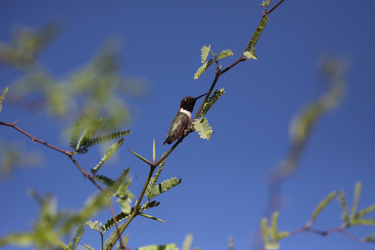 Black-chinned Hummingbird - Guy David