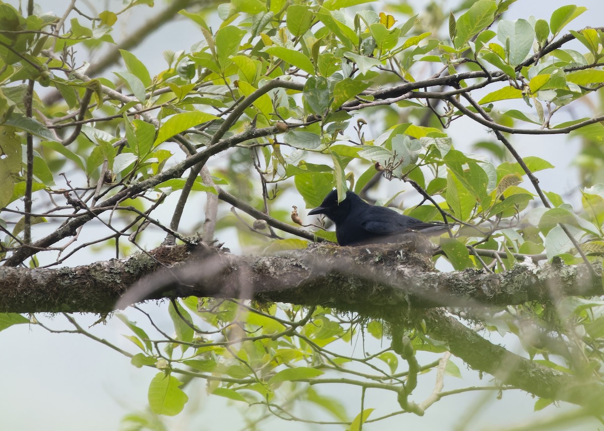 Ashy Drongo - Ayuwat Jearwattanakanok