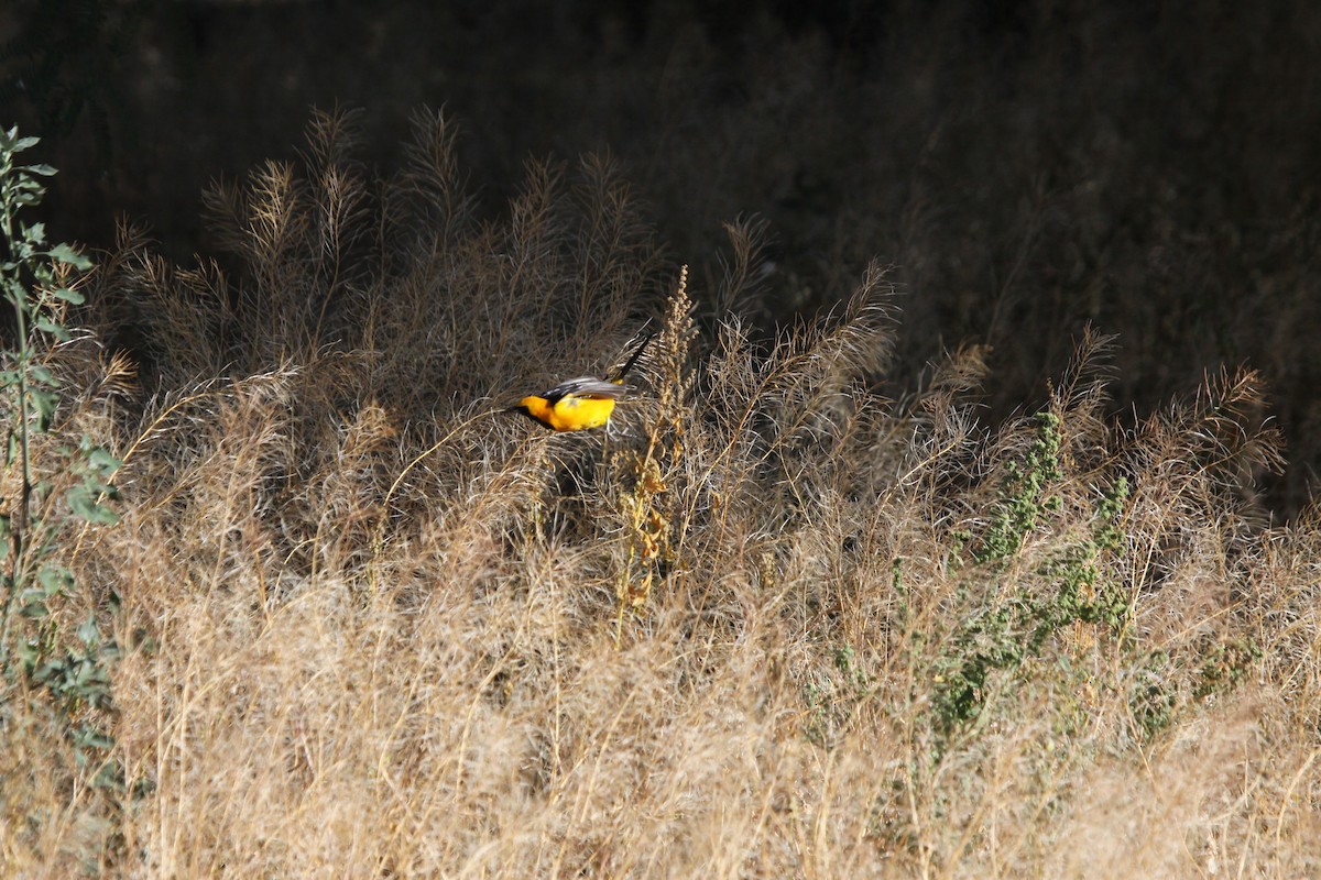 Hooded Oriole - Guy David