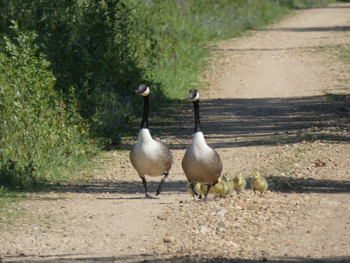 Canada Goose - Peter Swinden