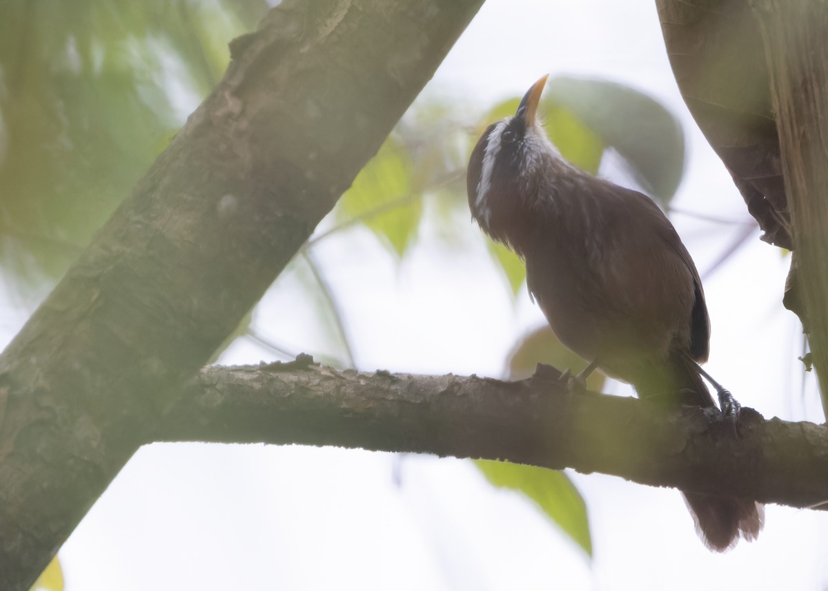 Streak-breasted Scimitar-Babbler - ML619348671