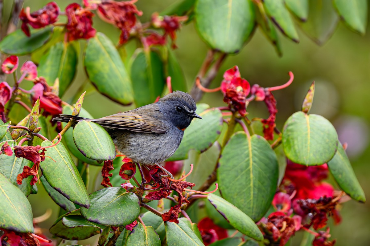 Rufous-gorgeted Flycatcher - Sudhir Paul