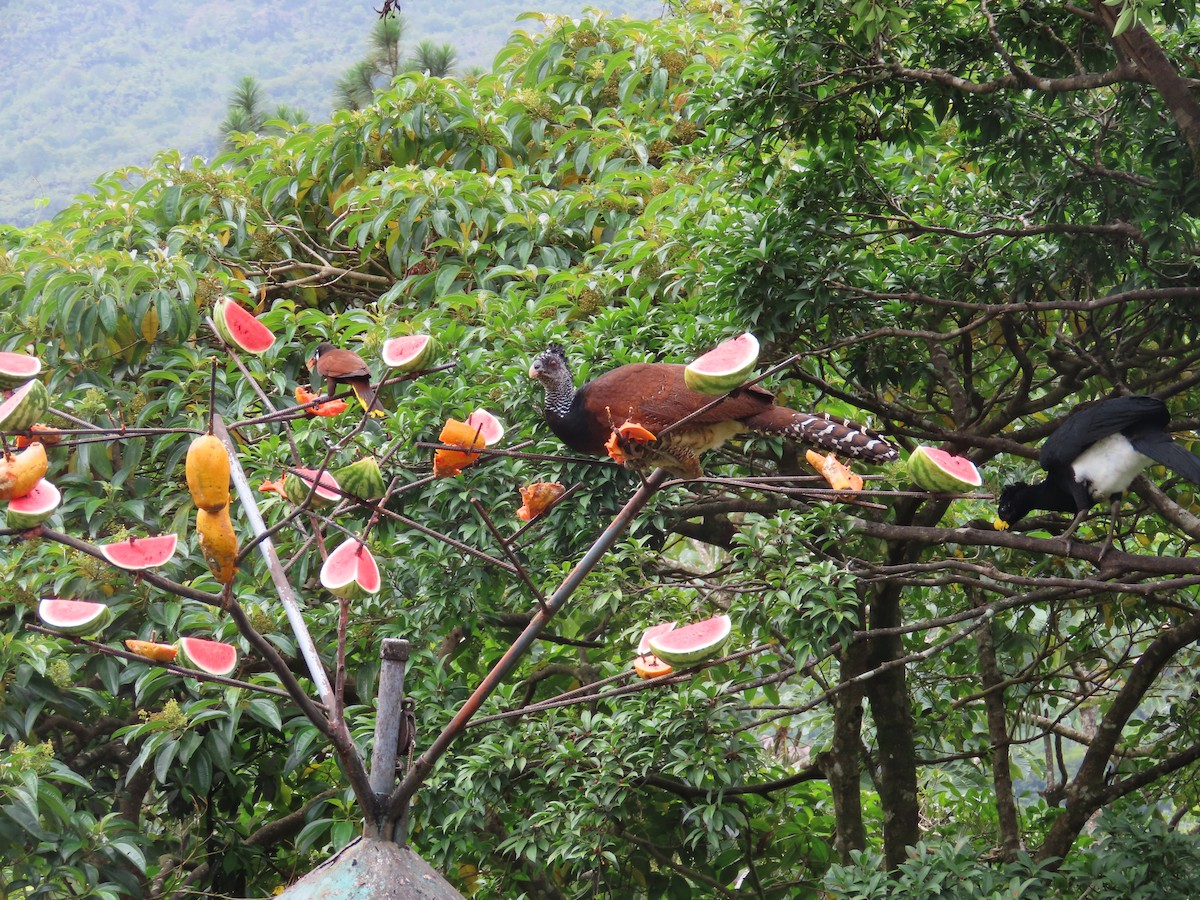 Great Curassow - Randy Lynch