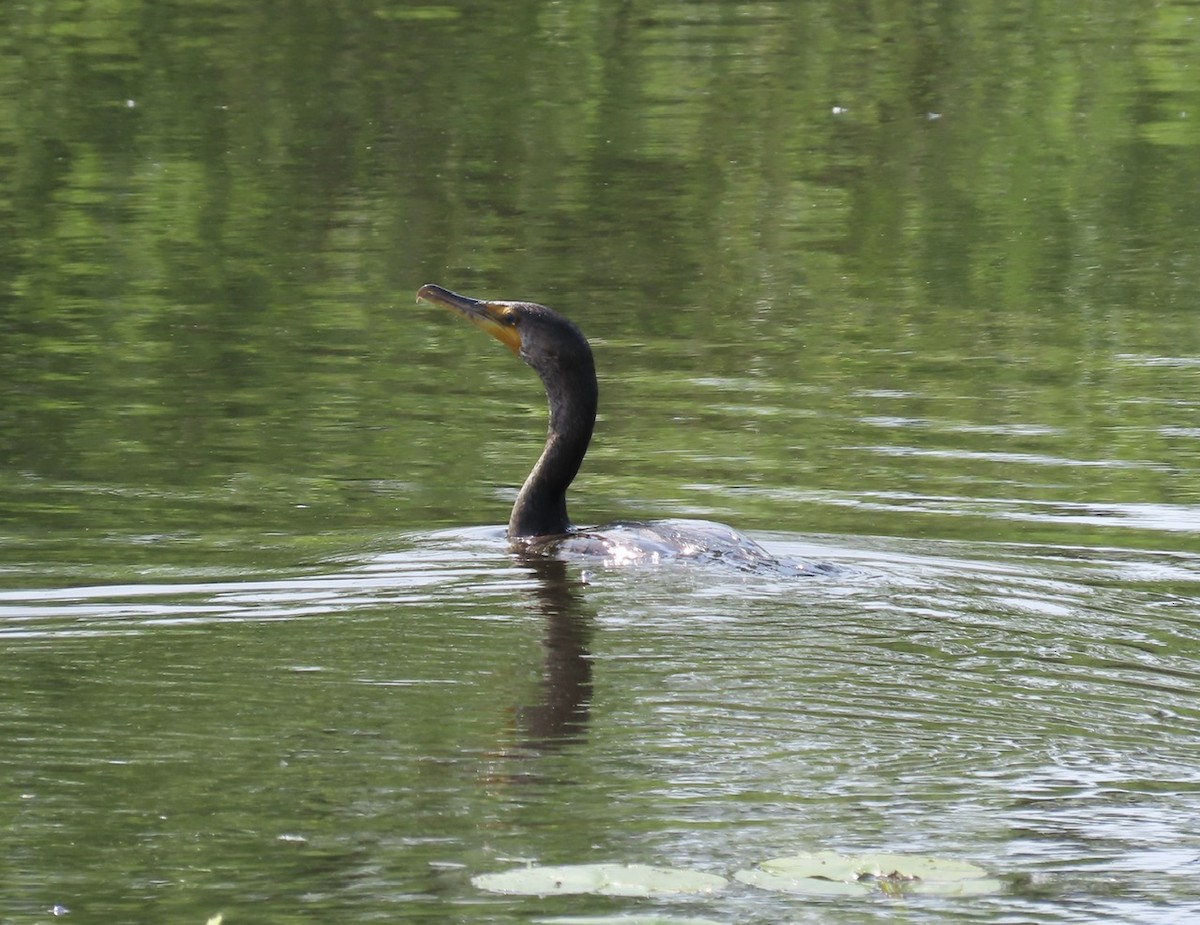 Double-crested Cormorant - Emily Dunning