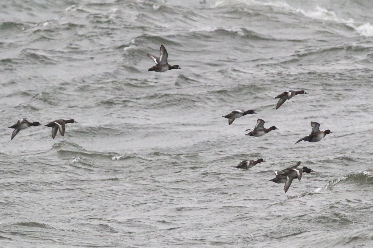 Greater Scaup - ML619348697