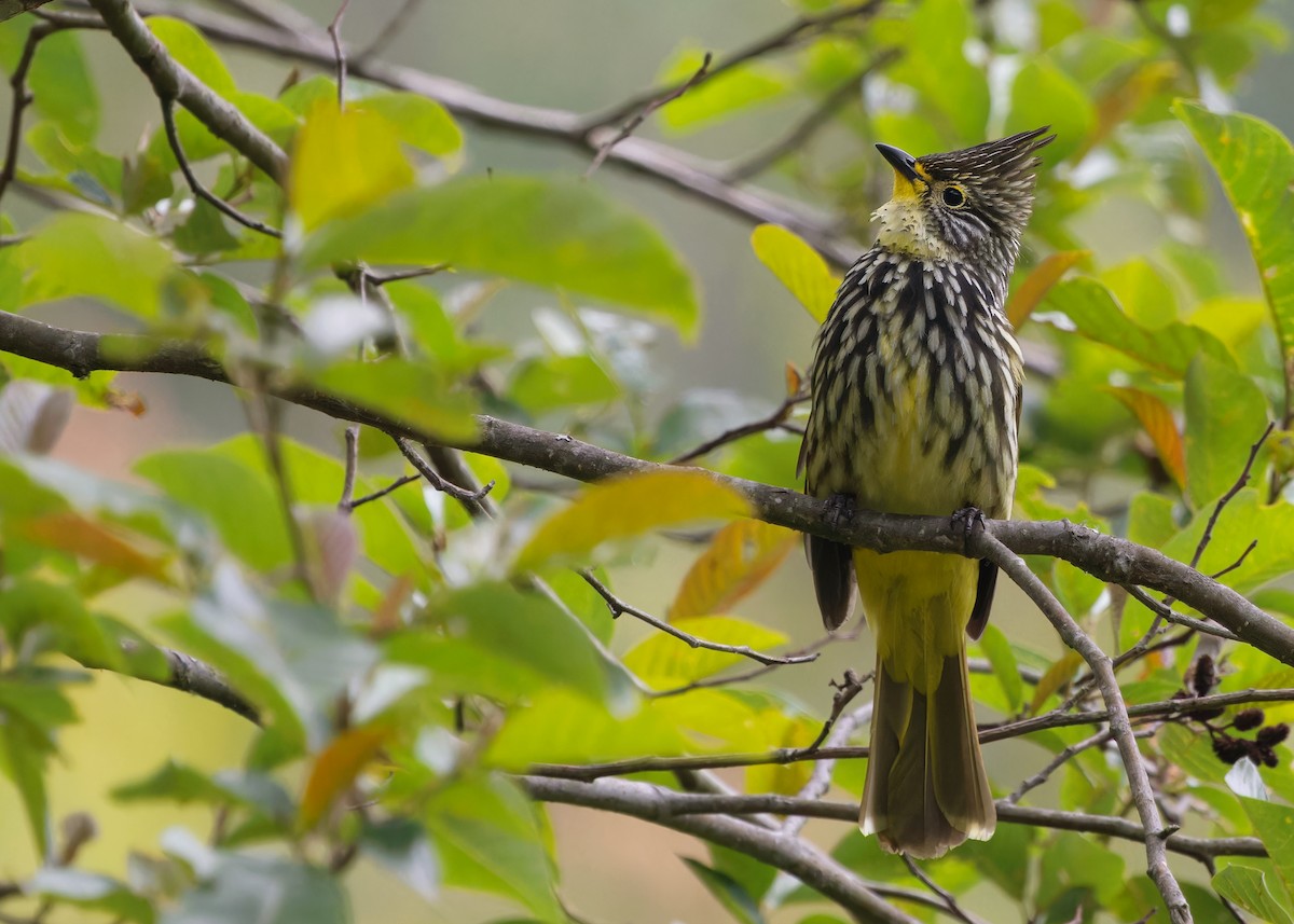 Striated Bulbul - ML619348701