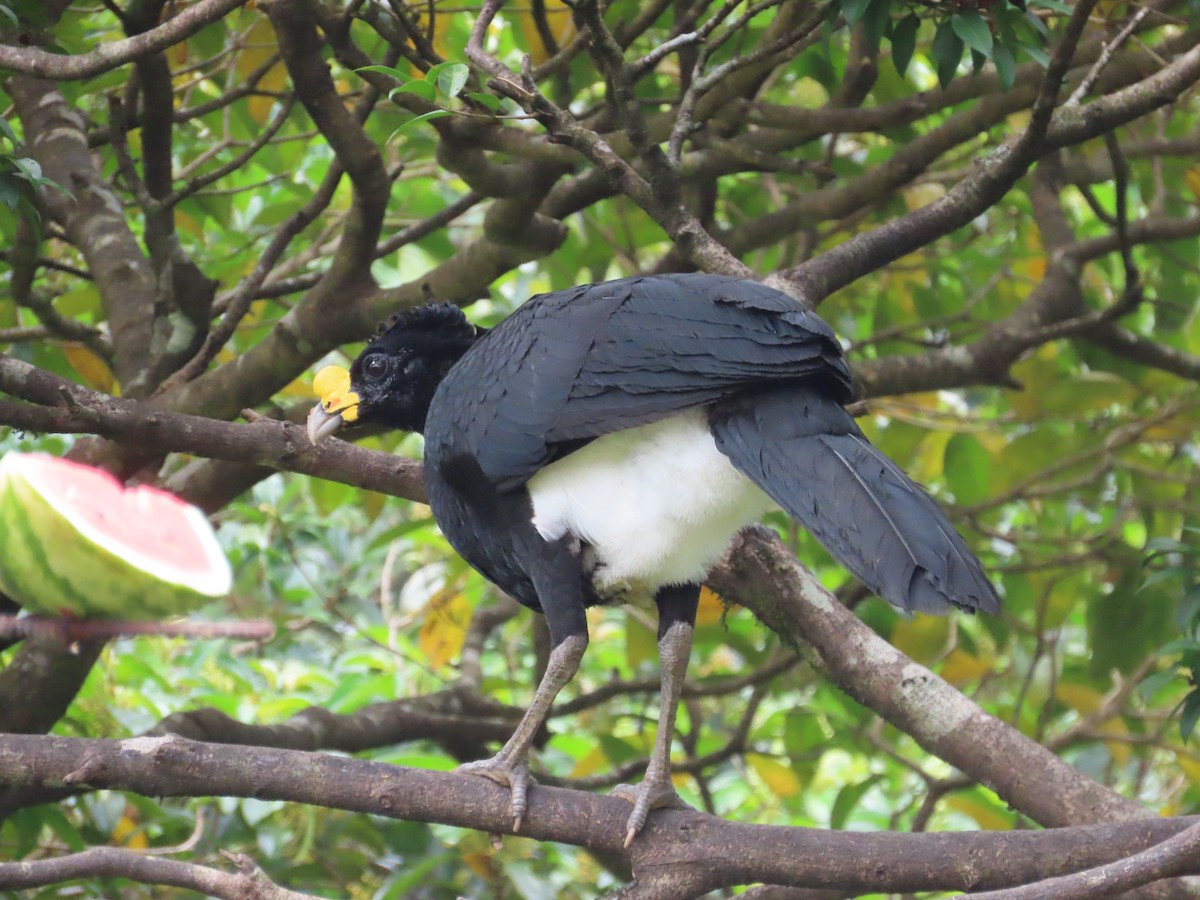 Great Curassow - Randy Lynch