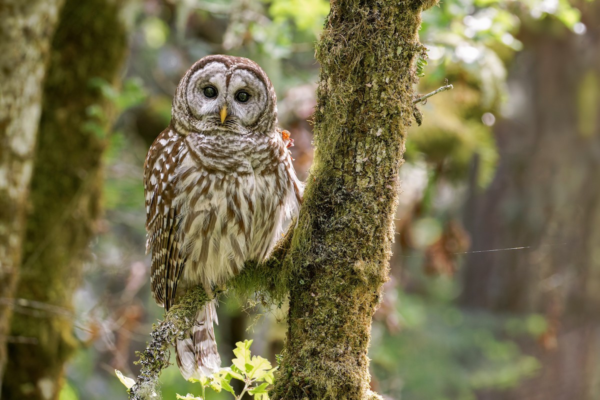 Barred Owl - ML619348719