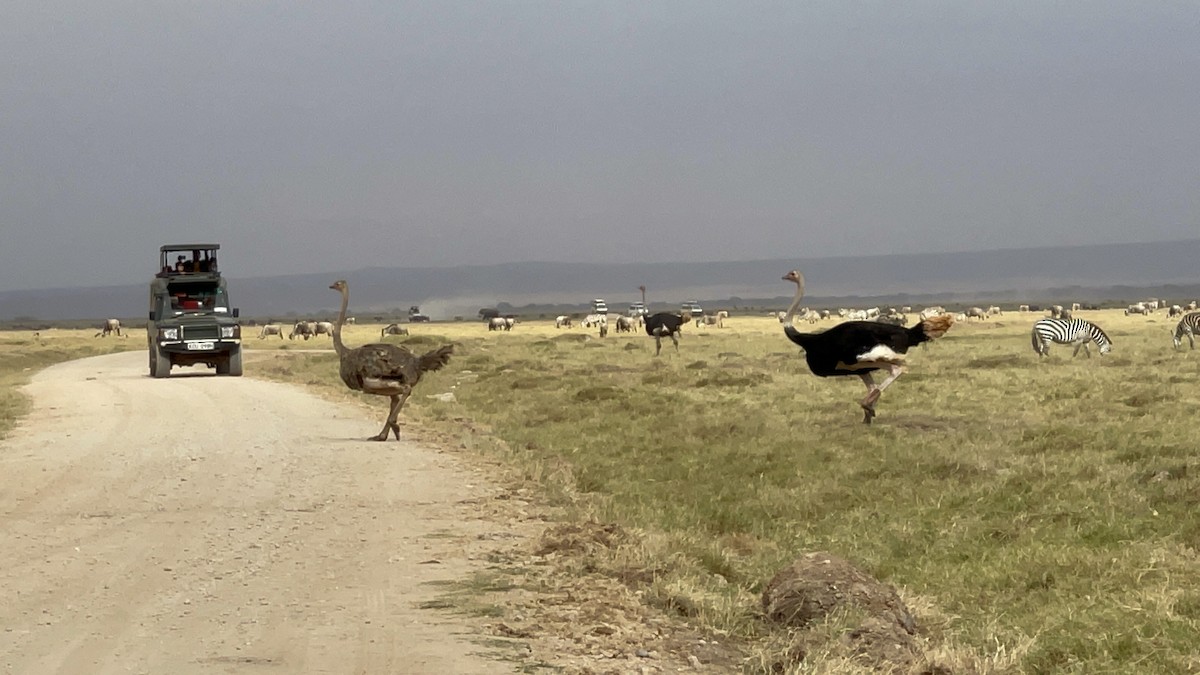 Common Ostrich - Chris Kieu