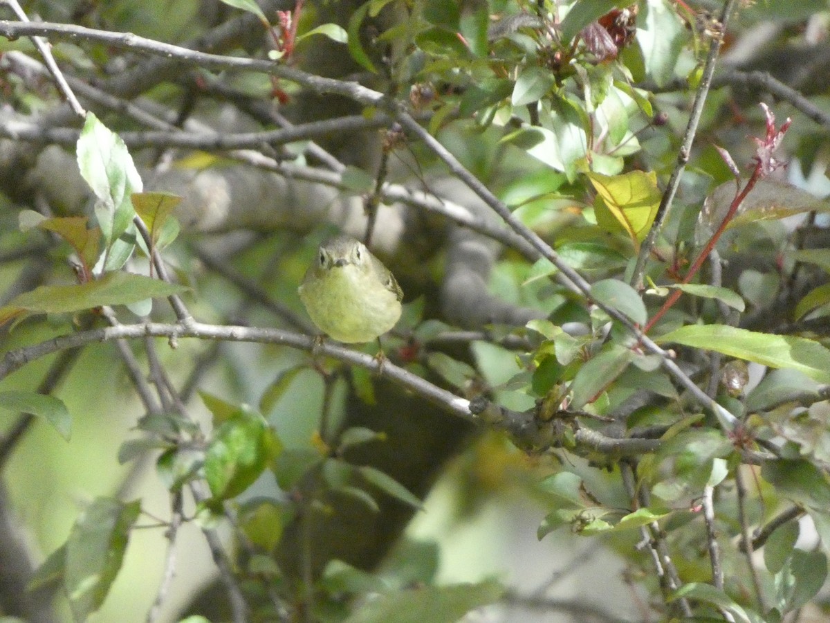 Ruby-crowned Kinglet - ML619348730