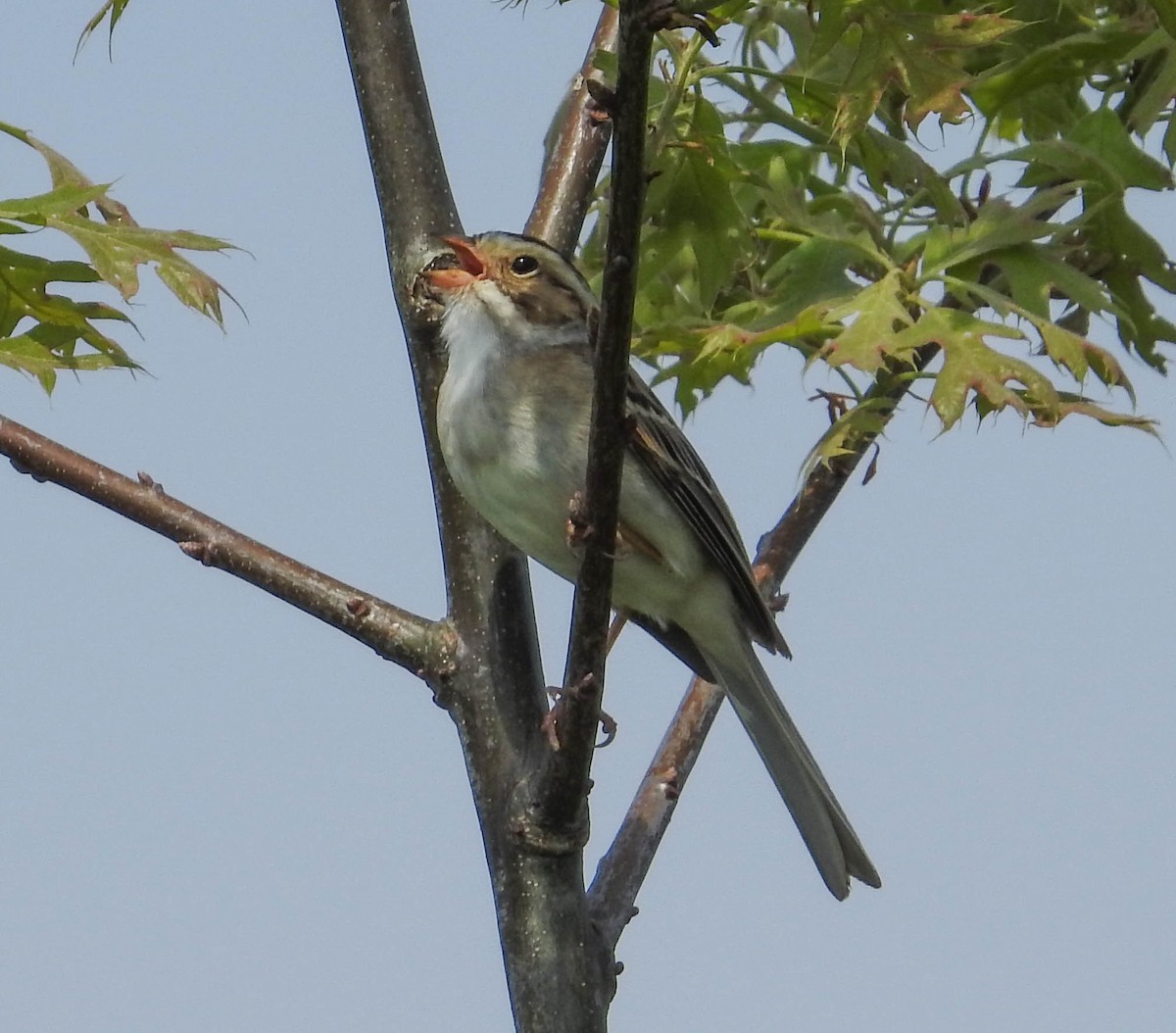 Clay-colored Sparrow - ML619348738