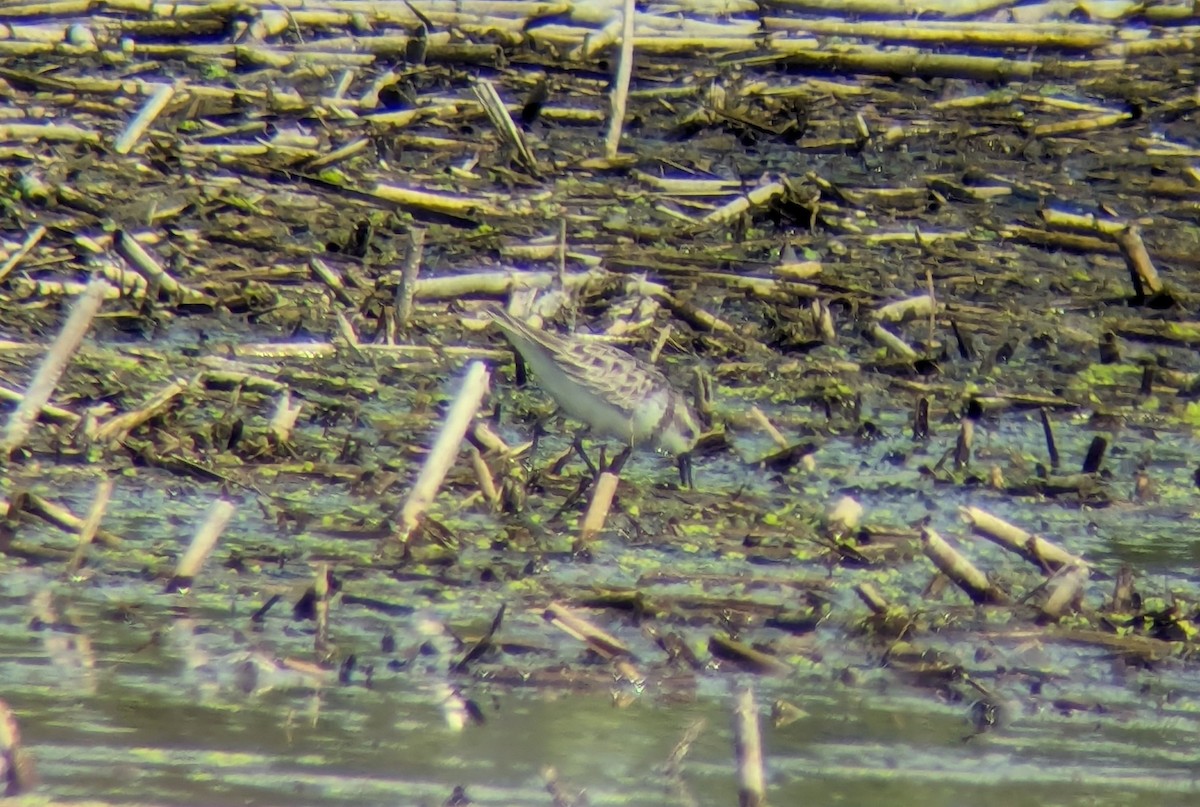 Semipalmated Sandpiper - Matthew Tobey