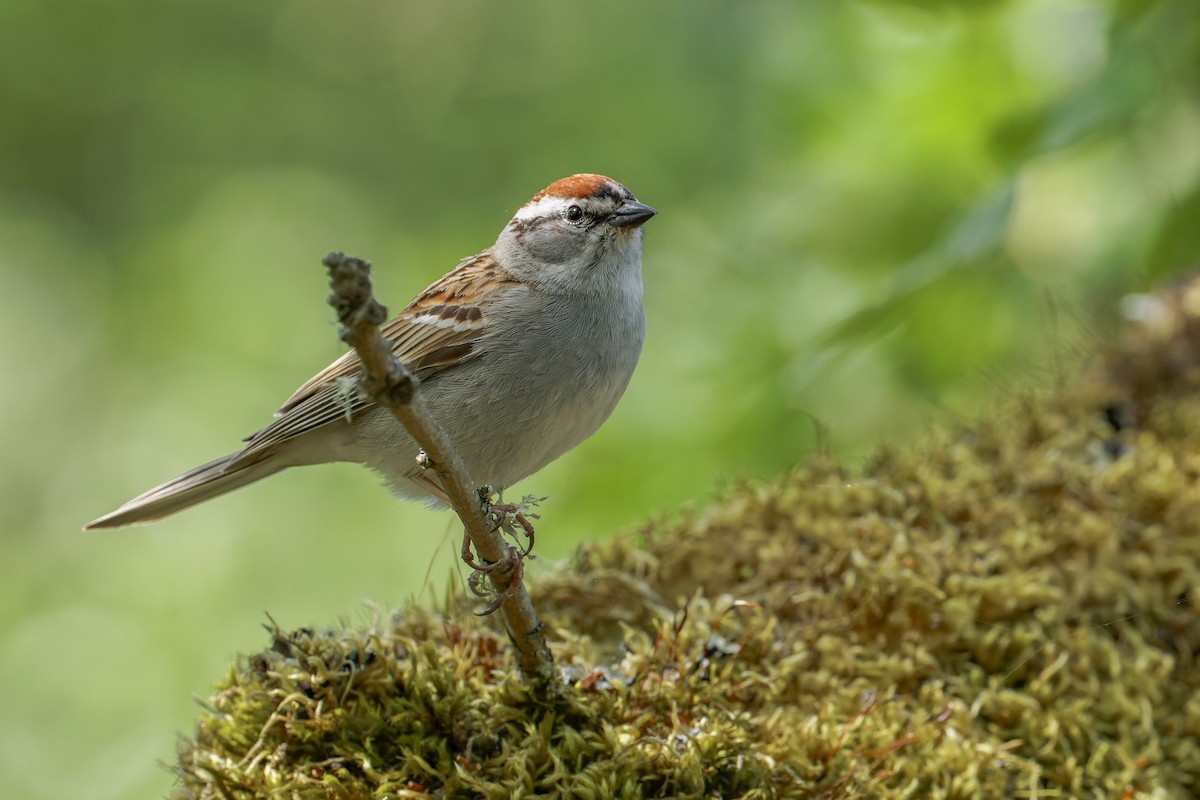 Chipping Sparrow - ML619348746