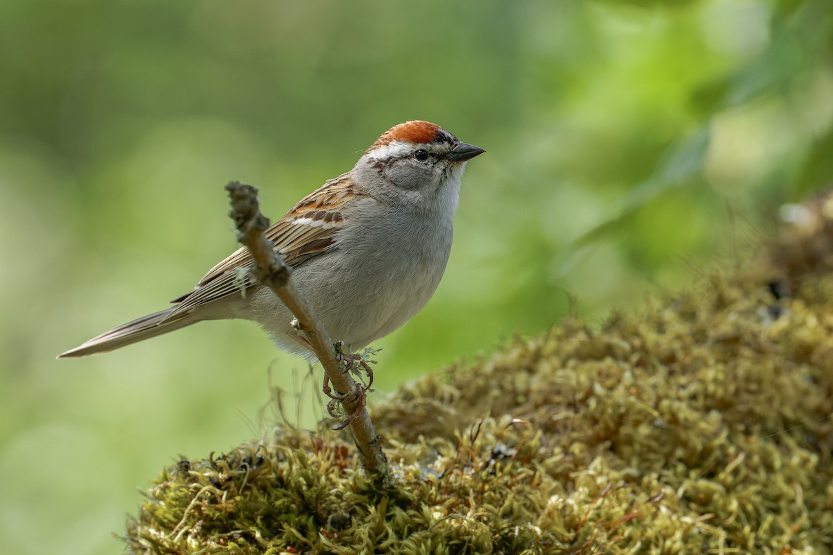 Chipping Sparrow - ML619348747