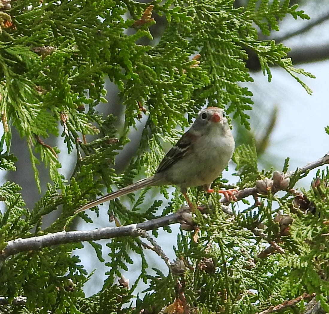 Field Sparrow - Rob Buchanan