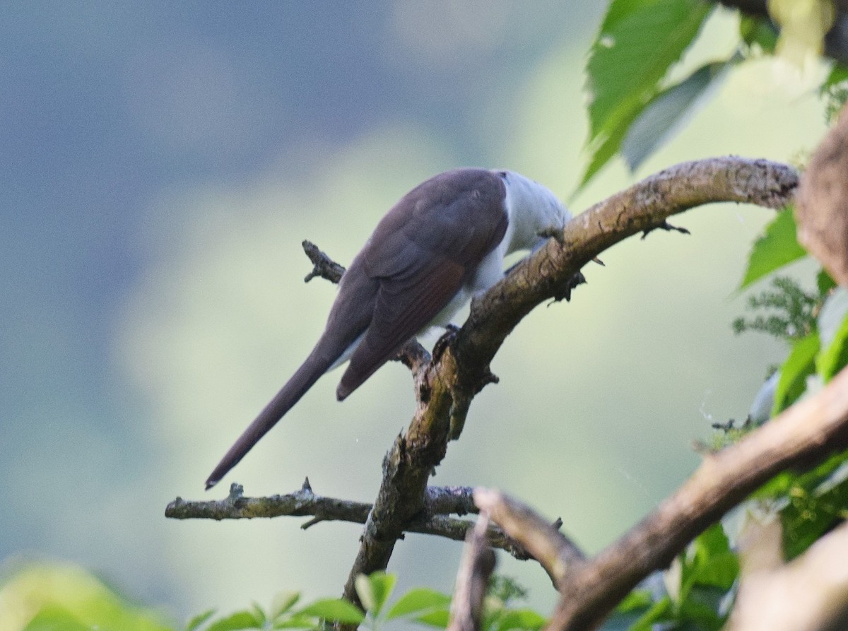 Yellow-billed Cuckoo - ML619348754