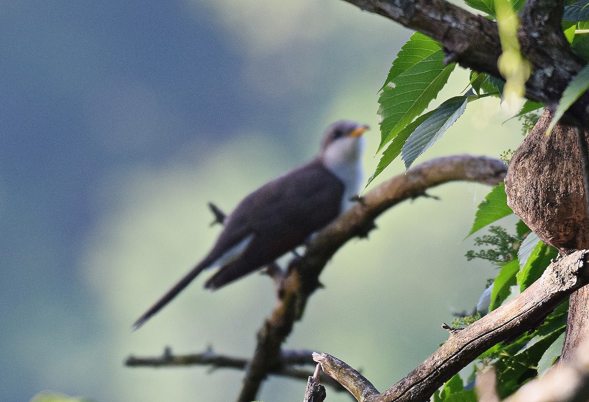 Yellow-billed Cuckoo - ML619348756