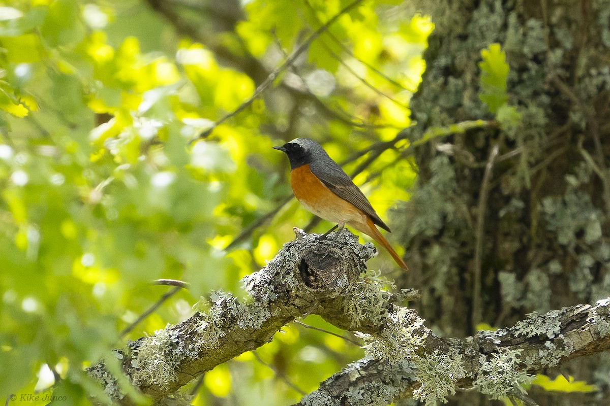 Common Redstart - Kike Junco