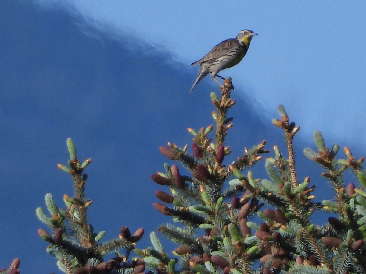 Western Meadowlark - Nick Swan