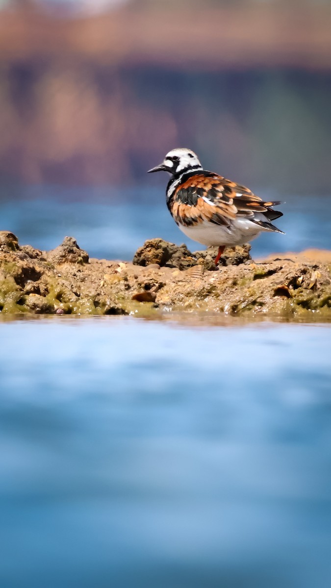 Ruddy Turnstone - Murat GÖKÇE