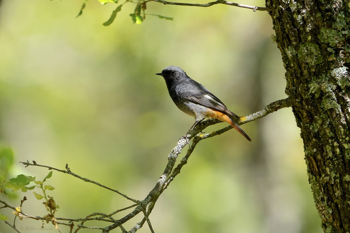 Black Redstart - Kike Junco