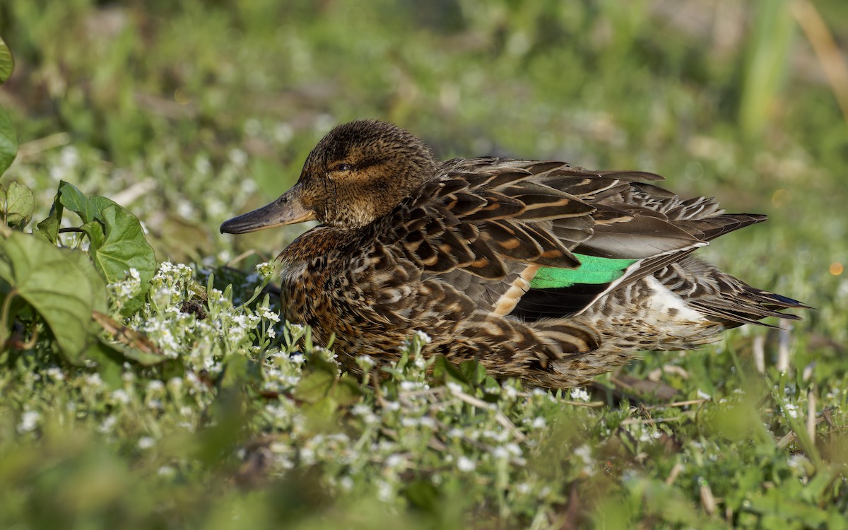 Green-winged Teal - ML619348789