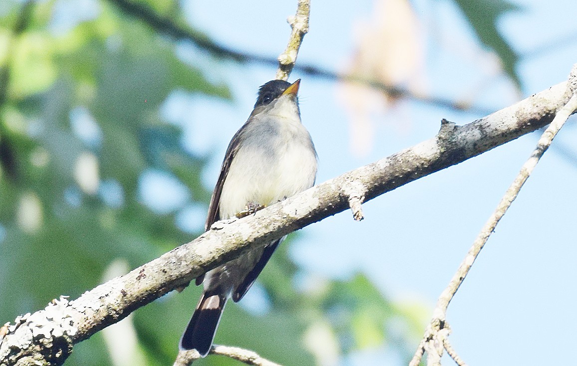 Eastern Wood-Pewee - ML619348792