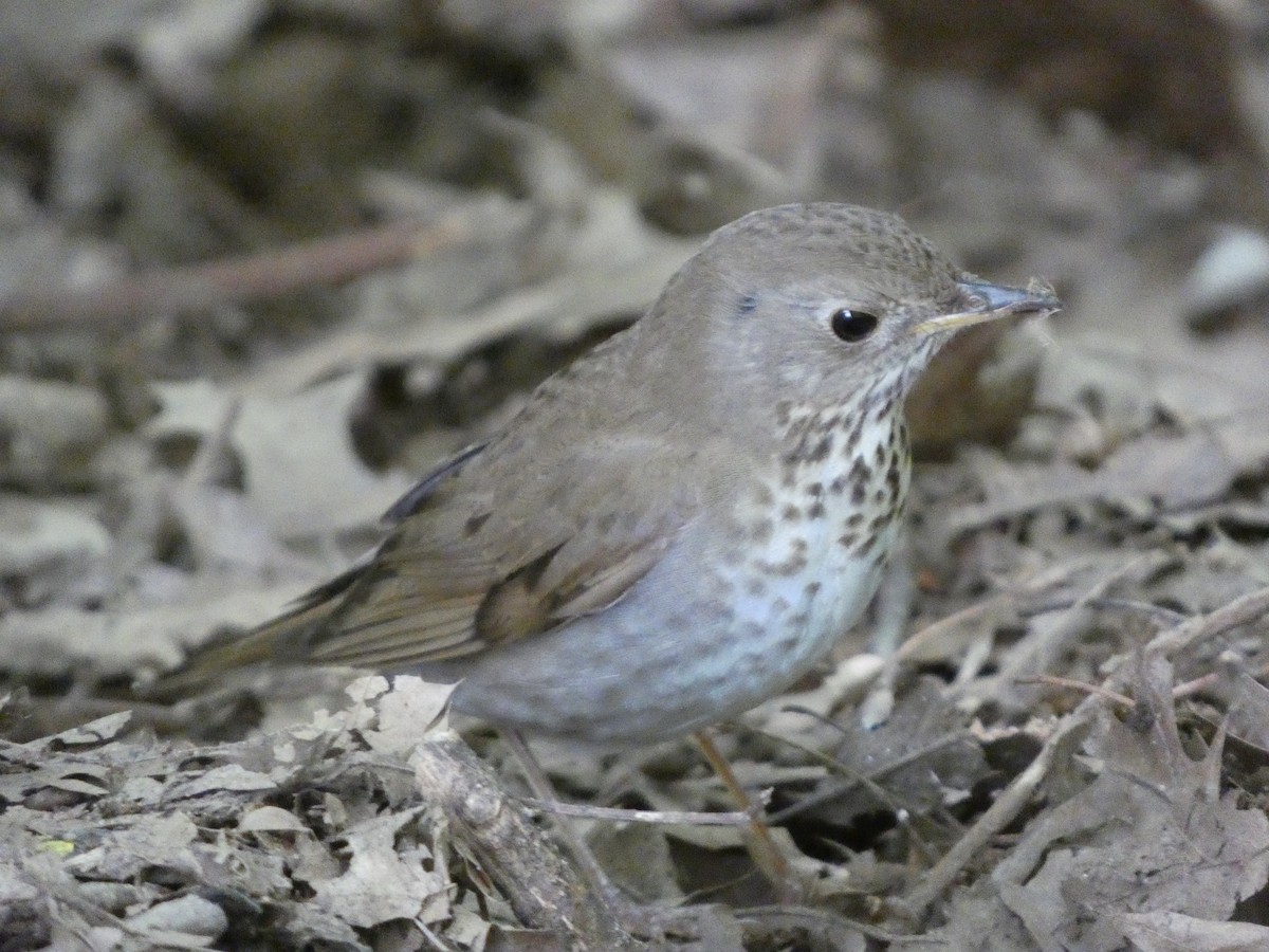 Gray-cheeked Thrush - ML619348796