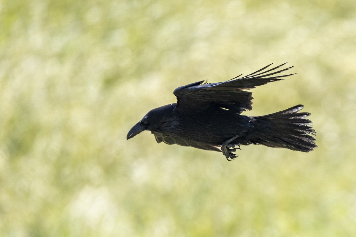 Common Raven - Steven Hunter
