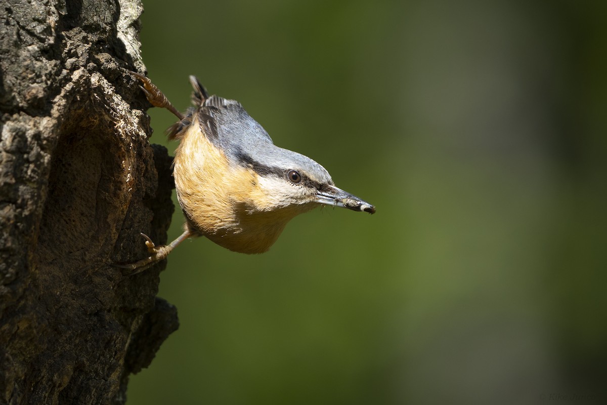 Eurasian Nuthatch - Kike Junco