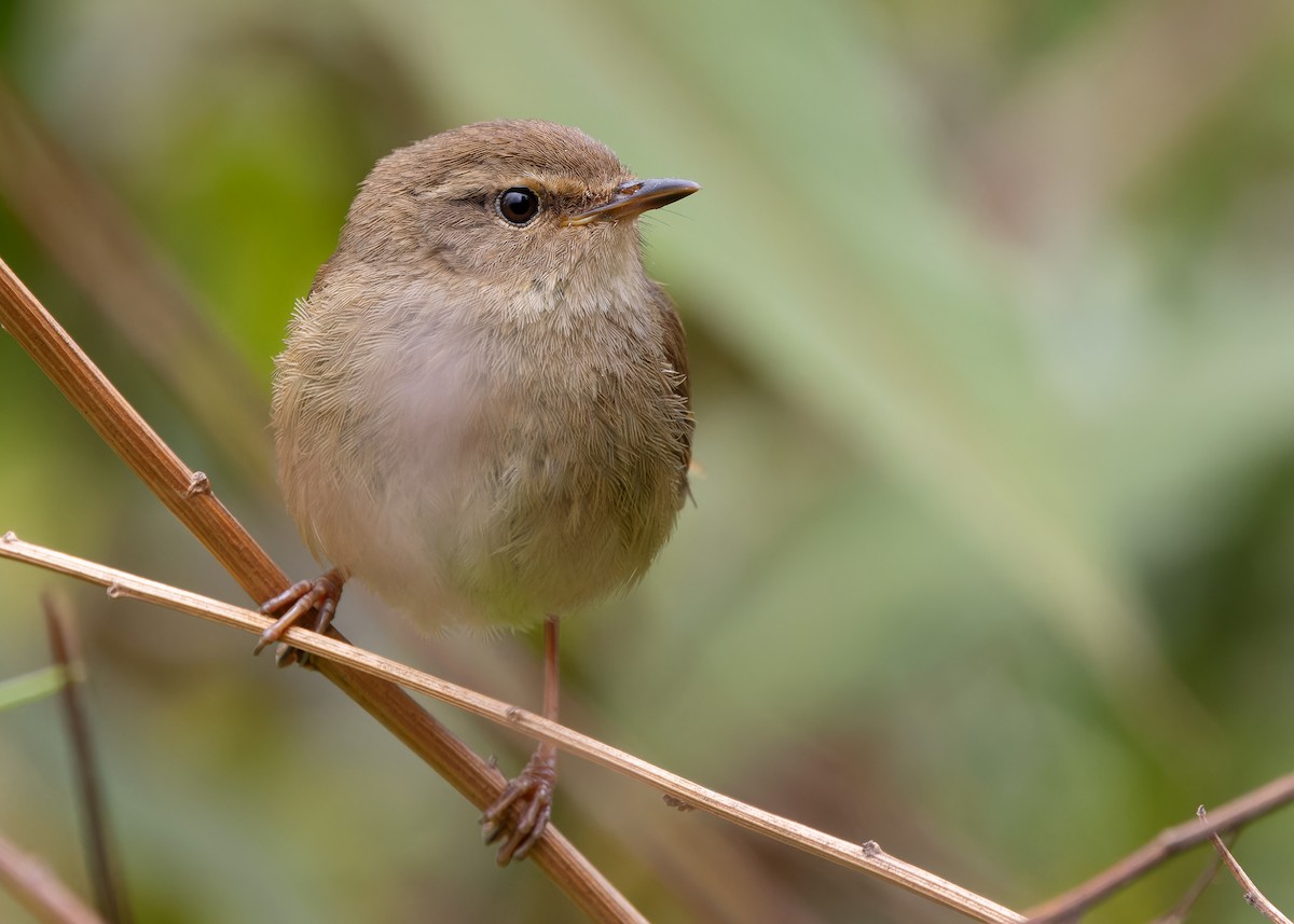 Brownish-flanked Bush Warbler - ML619348814