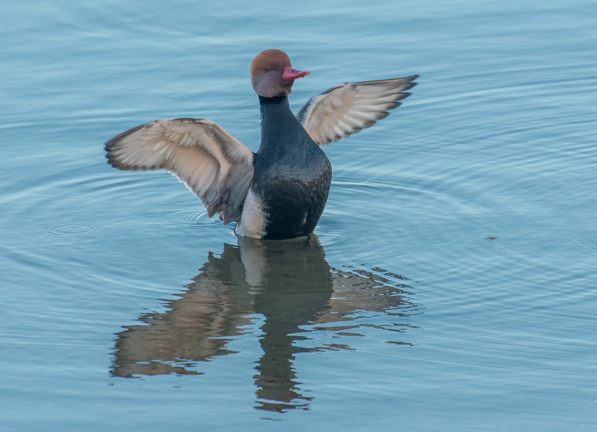 Red-crested Pochard - Theo de Clermont