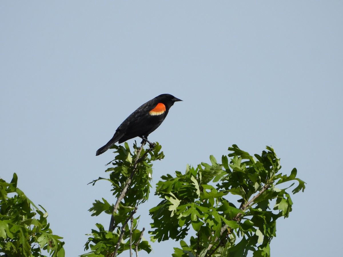 Red-winged Blackbird - Dan Meyer