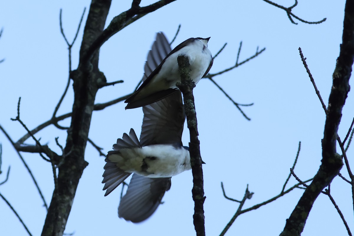 Tree Swallow - John Mercer