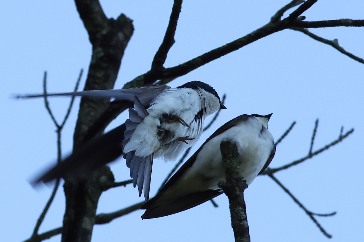 Tree Swallow - John Mercer