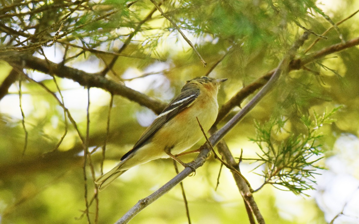 Bay-breasted Warbler - Hugh Barger