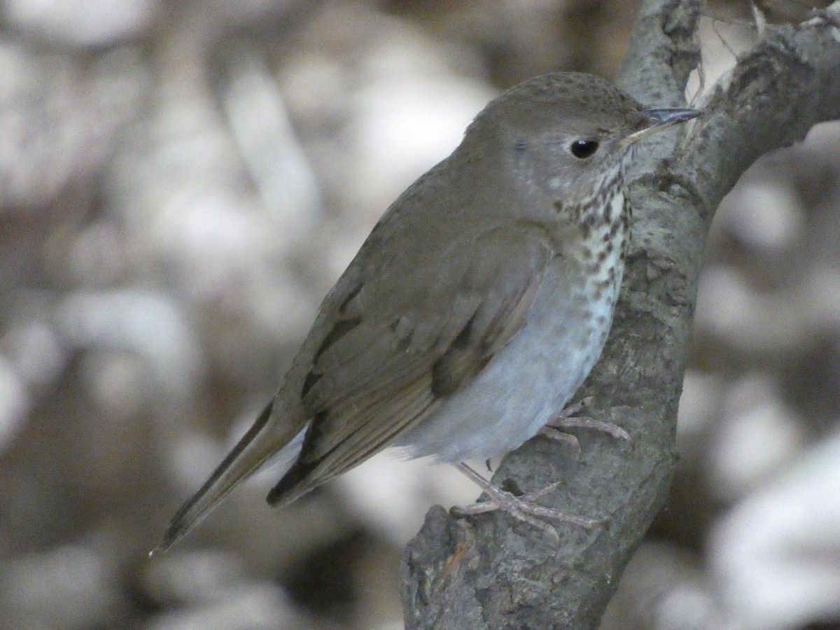 Gray-cheeked Thrush - ML619348846