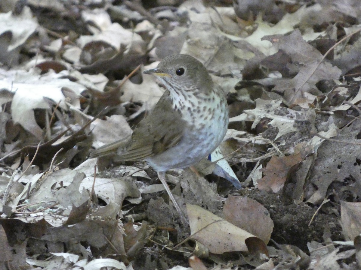 Gray-cheeked Thrush - ML619348864