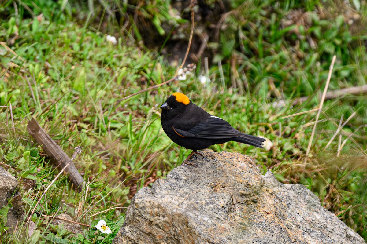 Gold-naped Finch - ML619348880