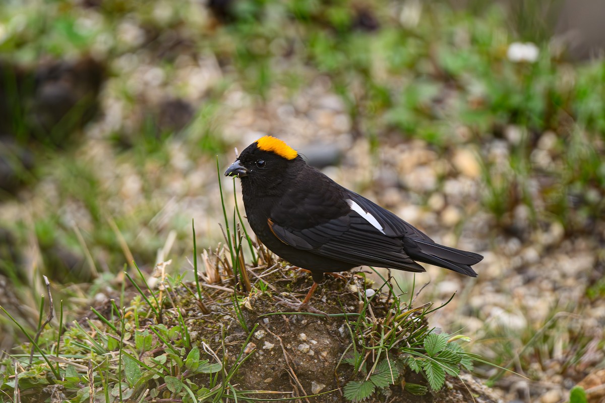 Gold-naped Finch - ML619348881