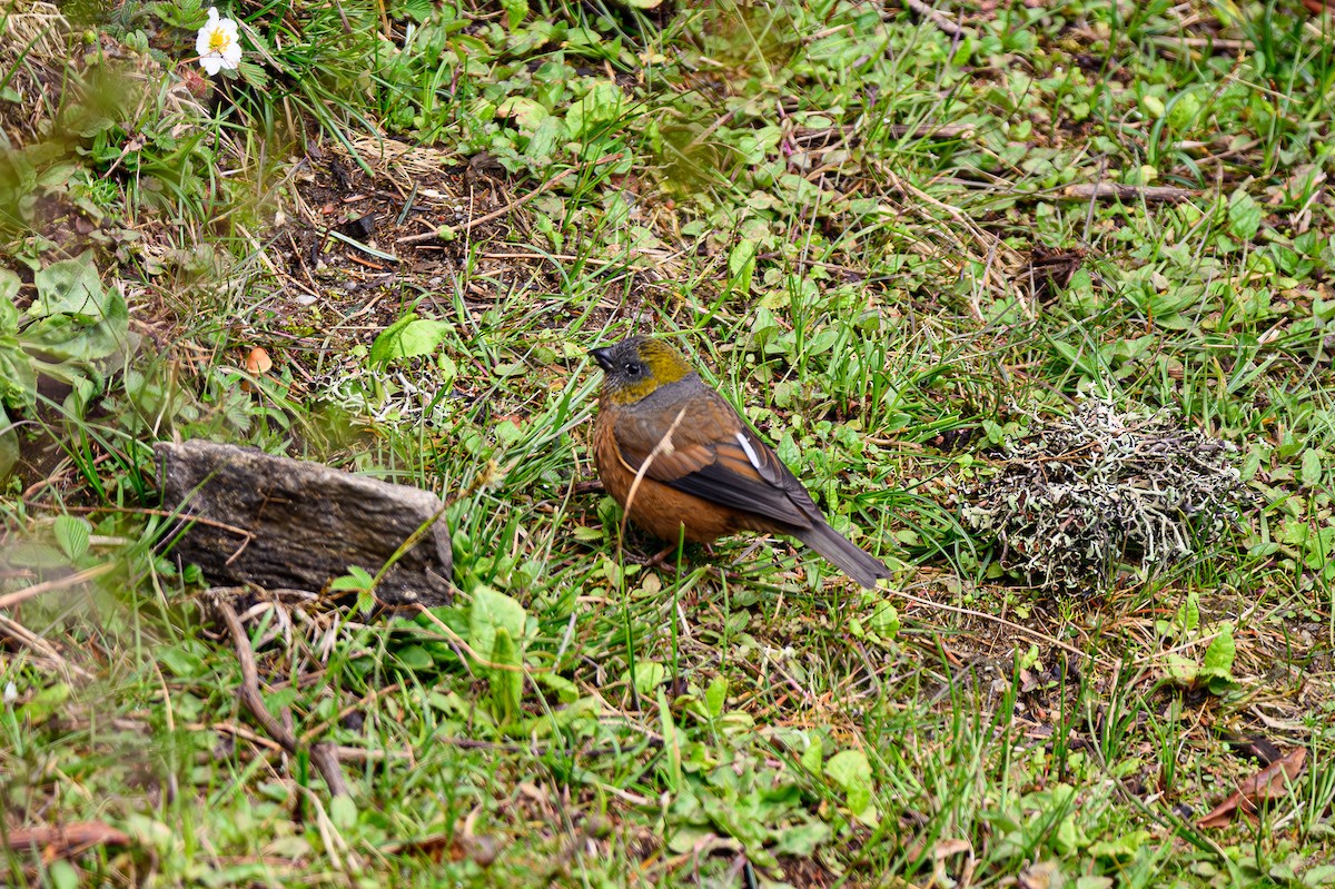 Gold-naped Finch - ML619348882