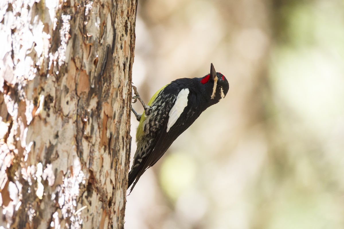 Williamson's Sapsucker - Blair Dudeck